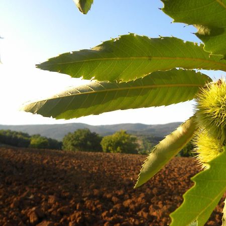 Agriristoro Podere S. Andrea 마사마리티마 외부 사진