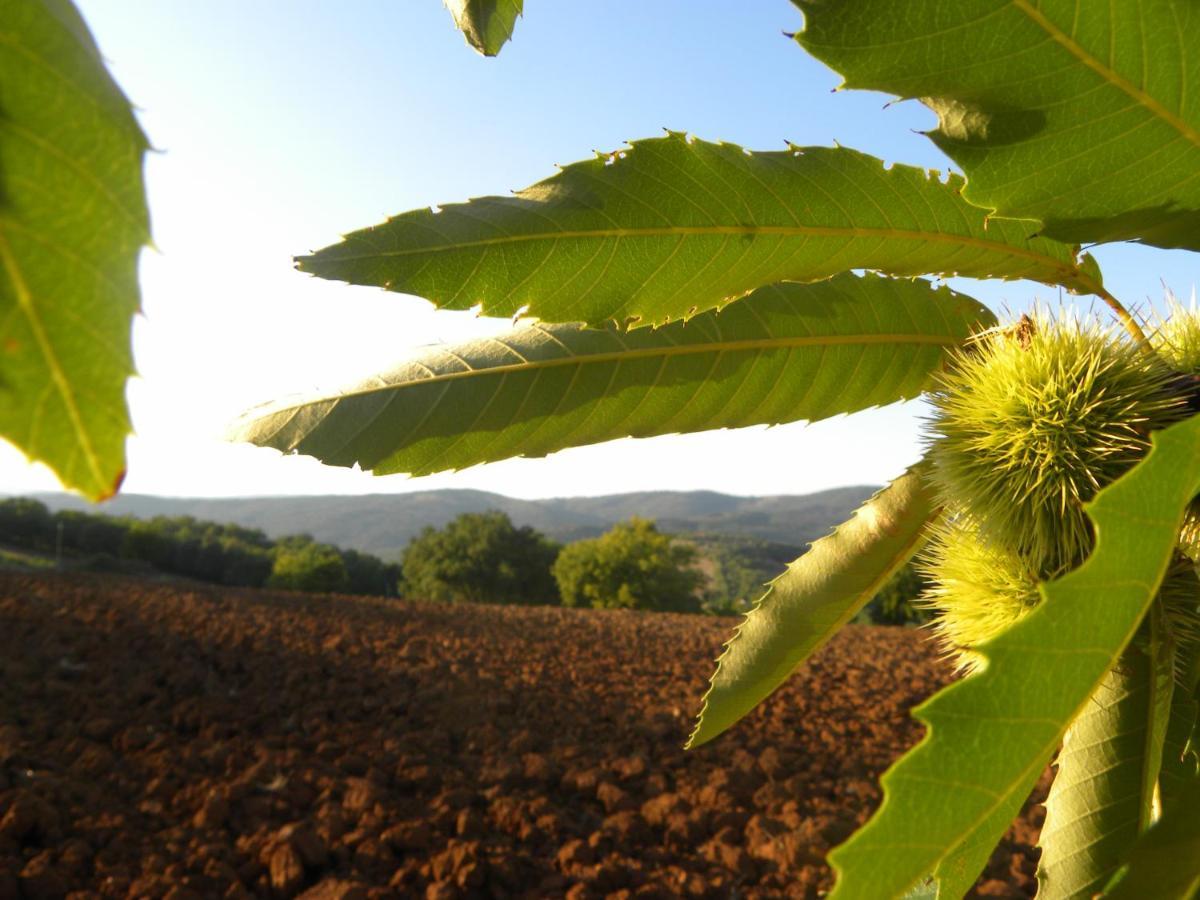 Agriristoro Podere S. Andrea 마사마리티마 외부 사진