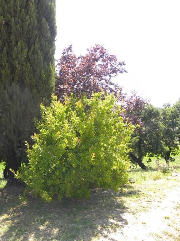 Agriristoro Podere S. Andrea 마사마리티마 외부 사진